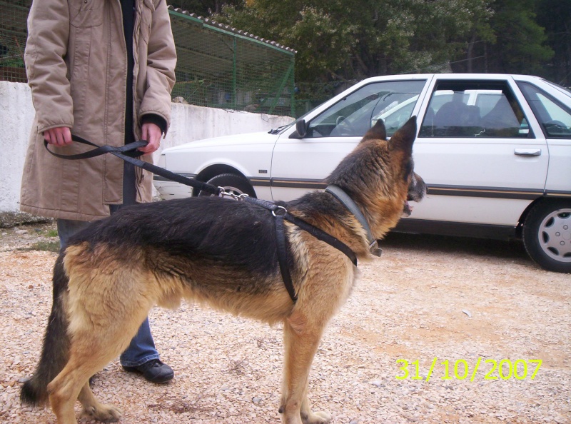 COYOTTE BA 8 ans (13  Cabris) 100_3216