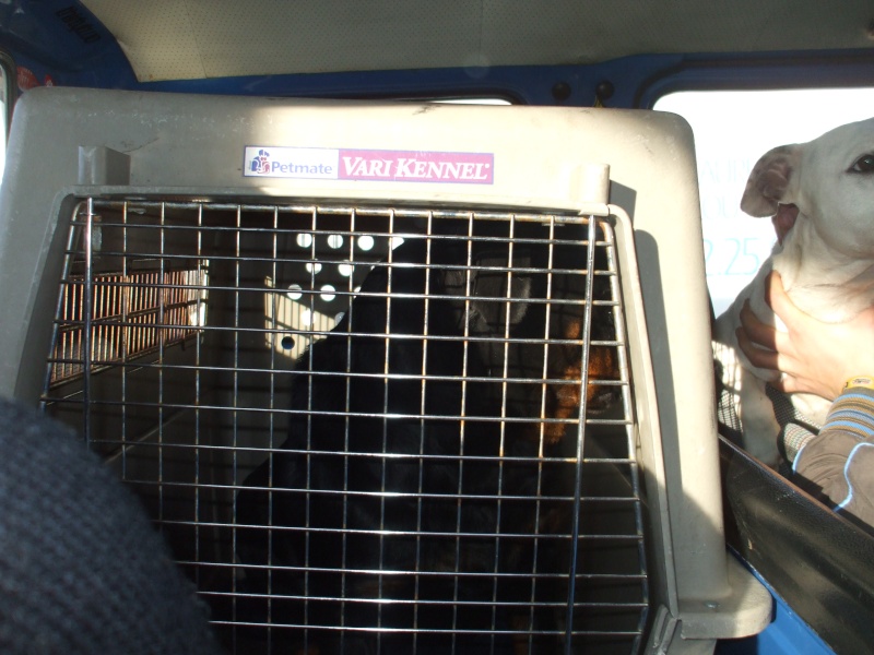 TARA femelle rott (2 ans) LL => Rescue Dogs Europe Dscf3222