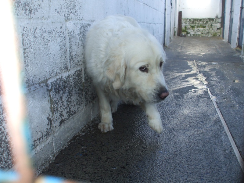 B) URGENT: Ilan, adorable Golden Retriever en Danger Dscf3232