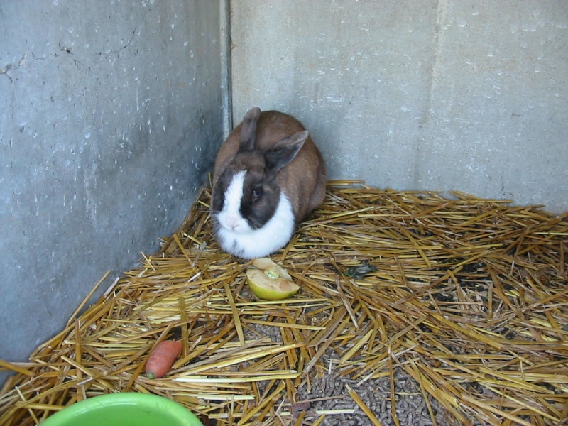 8 lapins  adopter Pistac10