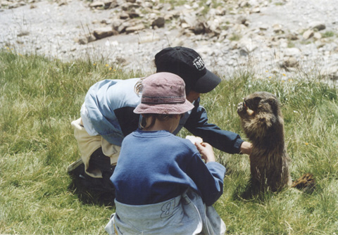nourrissage de marmotte Marmot10