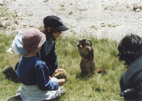 nourrissage de marmotte Marmot11