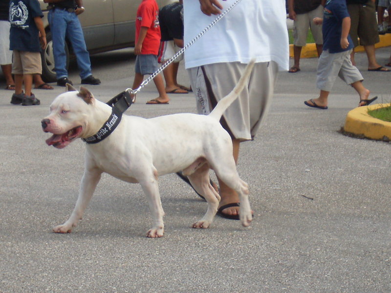 Pics of the Meet the Bully Club Event Sany0510