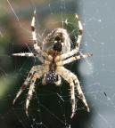 Images Animaux Spider10