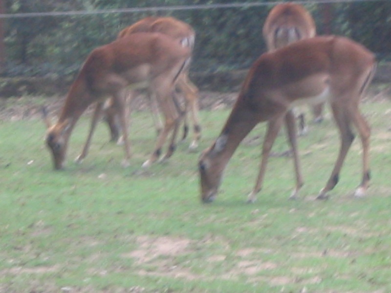 Visite au Safari Parc de Peaugres (07) Photo_15