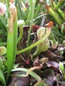 Quelques Sarracenia Img_6831