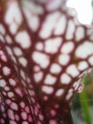 Quelques Sarracenia Img_6834