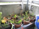 Quelques Sarracenia Img_6839