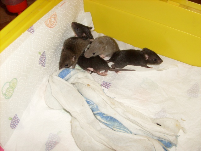 BB rats  adopter ou FA ds 59, 62, Belgium S7300221