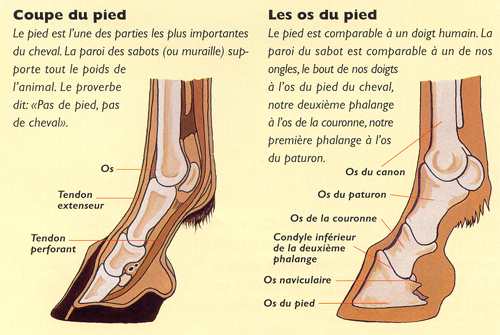 Le pied Pied210