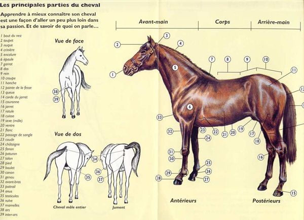 un peu d'anatomie du cheval Pp_che10