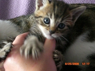 Tango, 3 mois Chats_10