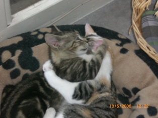 Tango, 3 mois Je_l_a10