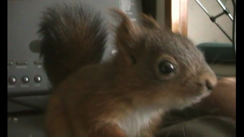 Sauvetage et ebergement d'un écureuil roux Vlcsna10