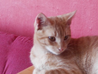 Caïd, chaton roux de 5 mois à peine Pic00028