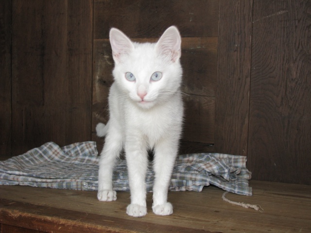 Azul jeune chat sourd 4 mois Azul110