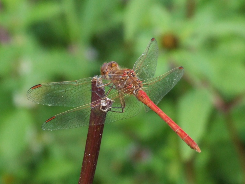 [Sympetrum meridionale] Sympetrum meridionale Sympet12