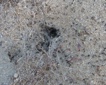 Reconnaissance d'un nid de Messor barbarus 004-2010