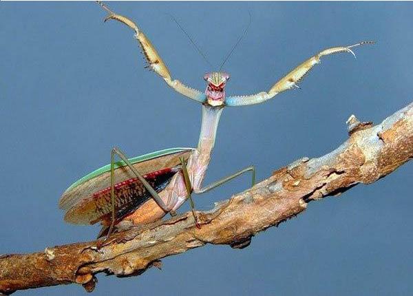 Arthropodes : la photo la + insolite Insect12