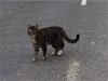 Un chat parcourt 800km pour retrouver sa maison! Chat8010