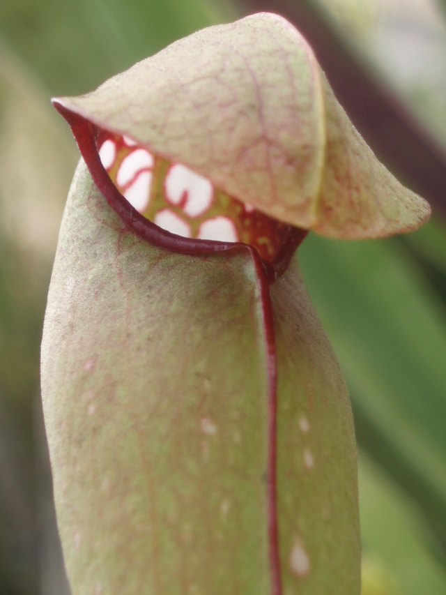 Quelques plantes de Bauer P9230214