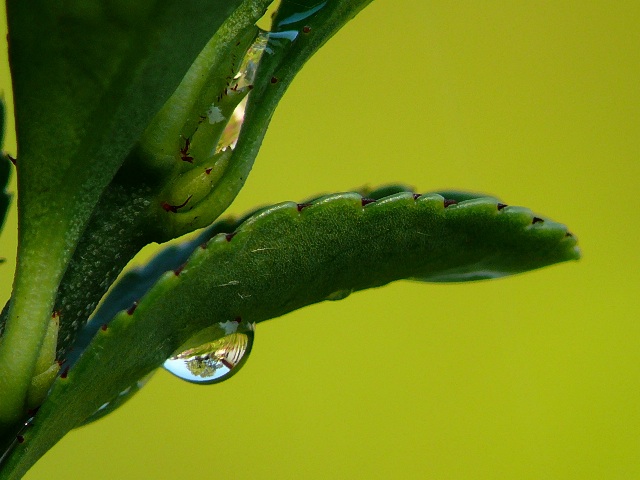 Gouttes en milieu naturel Goutte10