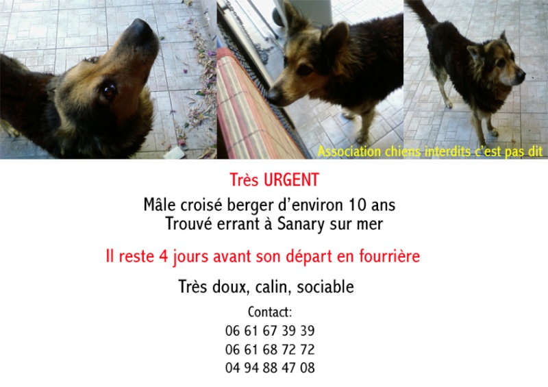 [Adopté] urgent, 4 jours avant la fourrière, x berger (var) Annonc10