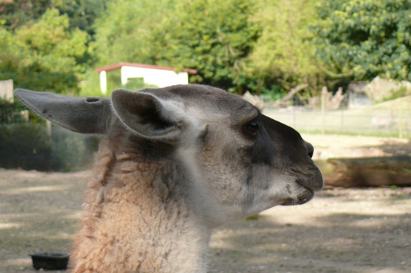 Zoo de Thoiry 9 Septembre 2007 P1020210