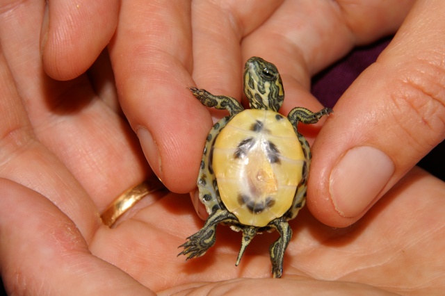 Enfin une reproduction de tortue aquatique Pict0210