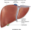  Liver 123