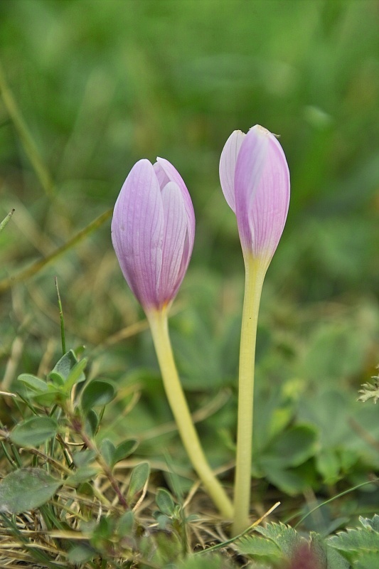 La flore en Haute Tarentaise Colchi10