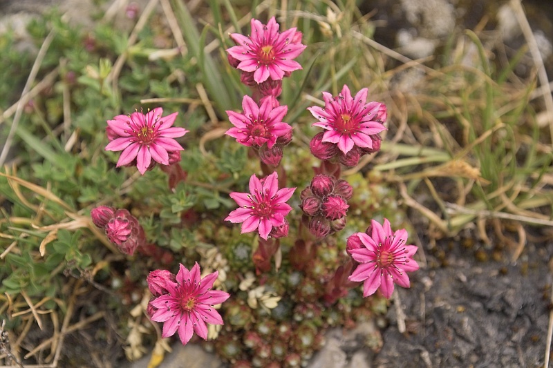 La flore en Haute Tarentaise Joubar10