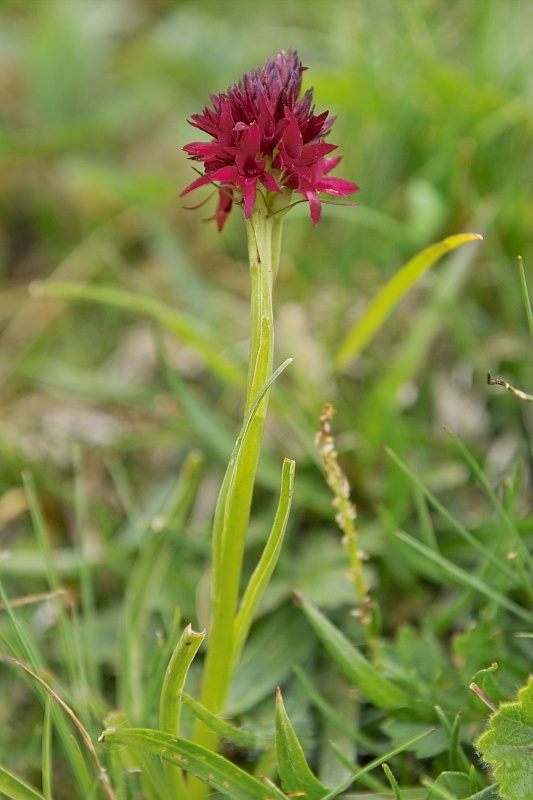 La flore en Haute Tarentaise Nigrit10