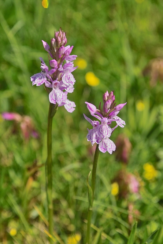 La flore en Haute Tarentaise Orchid10