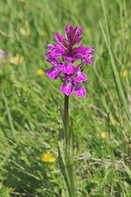 La flore en Haute Tarentaise Orchid11