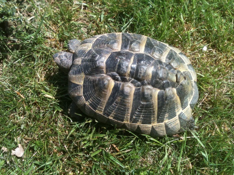 identification tortues de Caille - Page 2 Tortue11