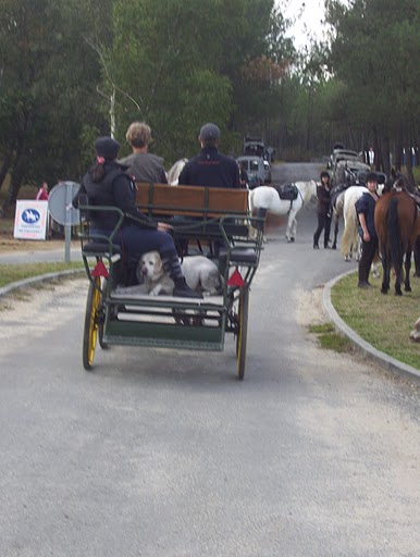 Et les chiens des amazones, ils méritent aussi un petit post - Page 6 Rallye10