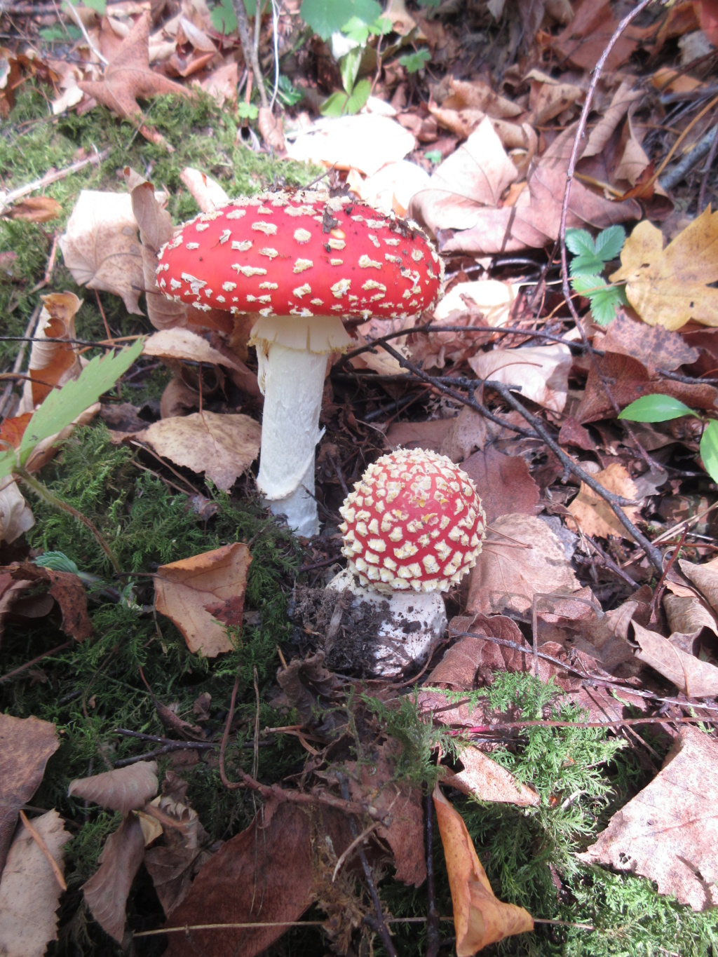 Ry de Rome 1 - Amanita muscaria 2018 Amanit10