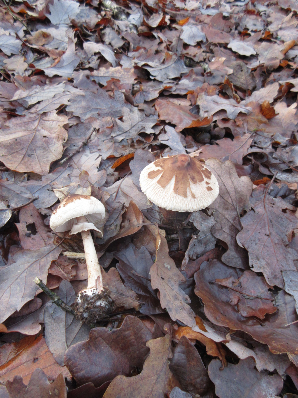 Sur sol ardennais 9. Macrolepiota mastoidea Macrol14