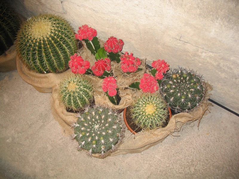 Interesantne slike kaktusa Kaktus10