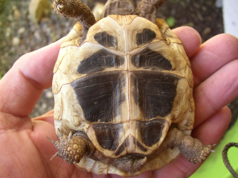 identification merci Tortue35