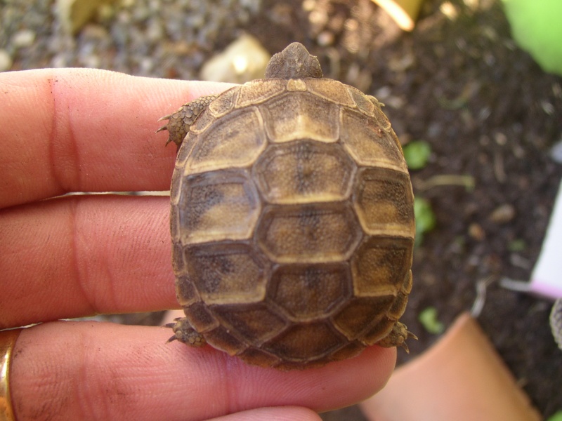 identification merci Tortue40