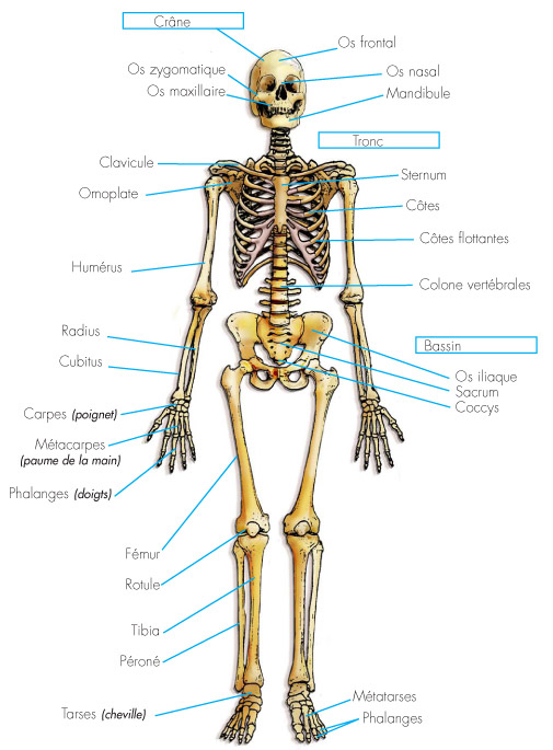 4 ème Thème : LE CORPS HUMAIN Anatom10