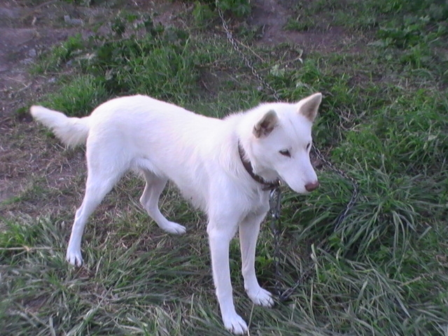 LEELOO, husky de presque 8 ans Pic02210