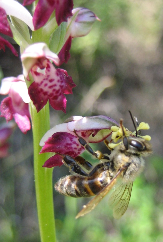 Petit insecte trés besogneux Oo10