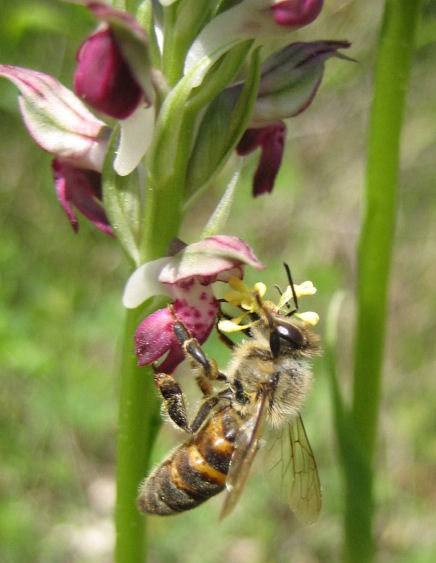 Petit insecte trés besogneux Oo211