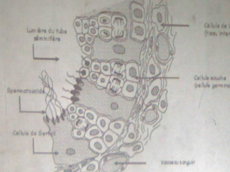 le tp d'svt 26102010