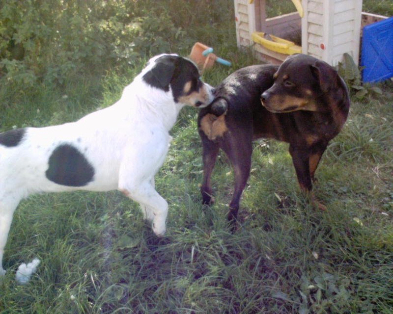 Cage ext,x saint-bernard/labrador à la louvière - TRES URGEN Dsc00122