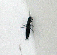 [Staphylinidae] Beurk ! Insect10