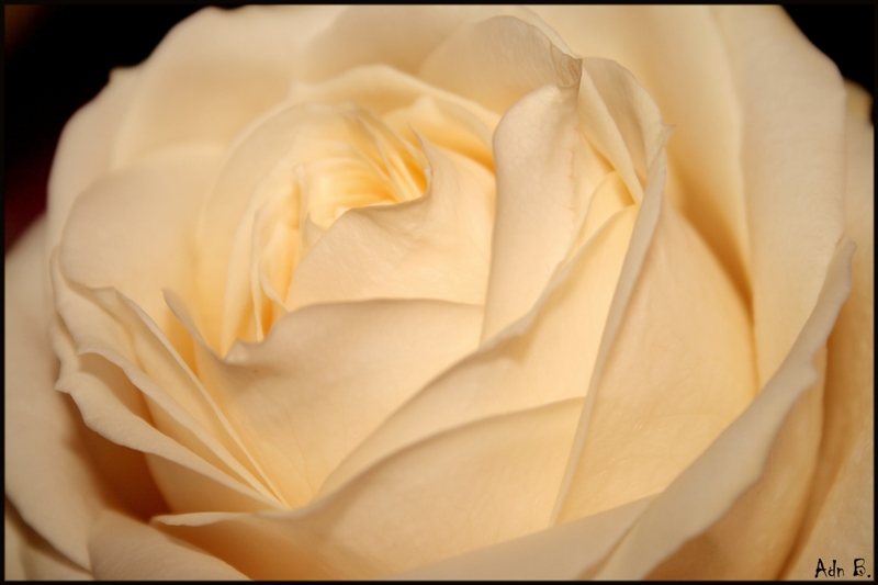 Flower Rose110